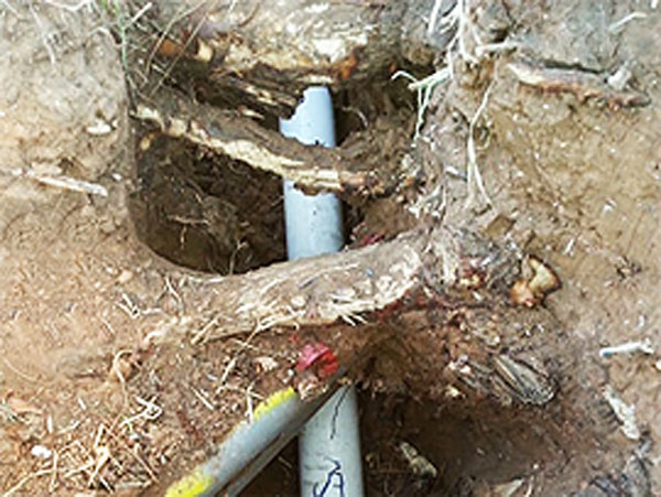 Tree root protection